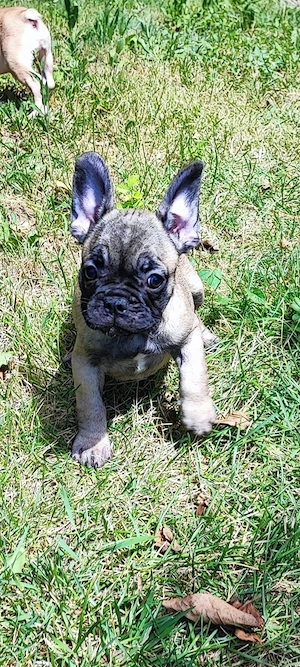 De vanzare pui de Bulldog Francez