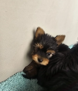 Vând căței Yorkshireterrier.Super mini! - imagine 2