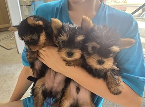 Vând căței Yorkshireterrier.Super mini!