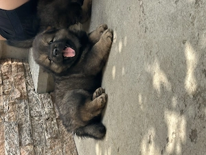 Metiși de chow chow, 6 săptămâni 
