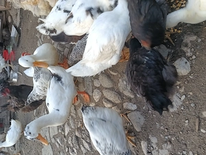 Vând 8 rate tinere de 1 an ouătoare  100 Ron și 3 rățoi 130 Ron tineri de 1 an - imagine 2