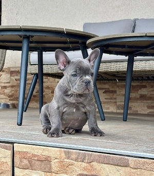 Bulldog francez