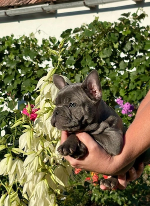 Bulldog francez