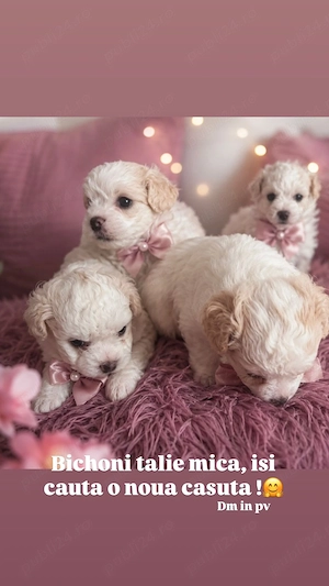 Bichon mini toy 