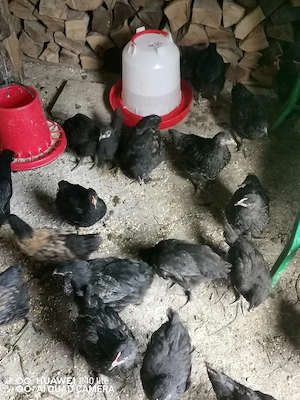 Pui de tara crescuti cu crreale