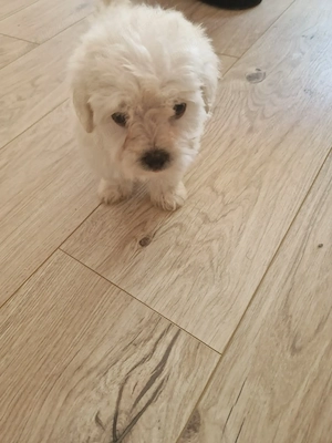 Bichon maltez fetițe și băieței  - imagine 4