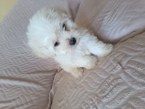 Bichon maltez fetițe și băieței  - imagine 2
