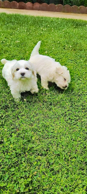 Bichon maltez talie mica. - imagine 3