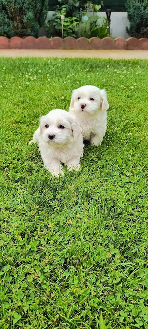 Bichon maltez talie mica. - imagine 2