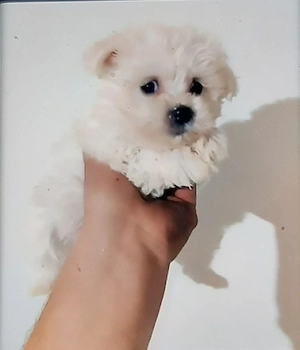 Vand bichon miny toy 6 saptamani