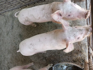 Vand purcei 8 saptamani in Baia Mare
