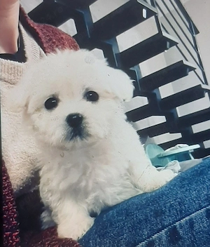 Vand bichon miny toy 6 saptamani