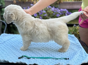 Pui GOLDEN RETRIEVER, rasă pură, dețin ambii părinți  - imagine 2
