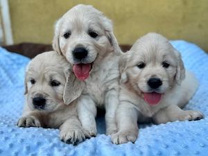 Pui GOLDEN RETRIEVER, rasă pură, dețin ambii părinți  - imagine 3