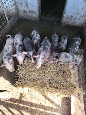 Purcei de rasă pietrean cu vârsta de 2 luni jumate  - imagine 4