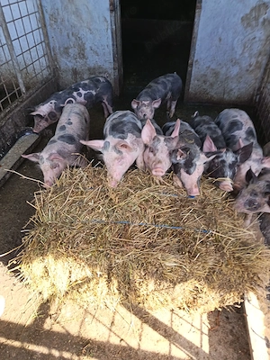 Purcei de rasă pietrean cu vârsta de 2 luni jumate 