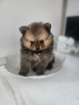 Pomeranian mini toy - imagine 2