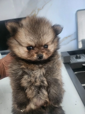 Pomeranian mini toy - imagine 2