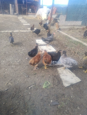 Puicuțe de casă 