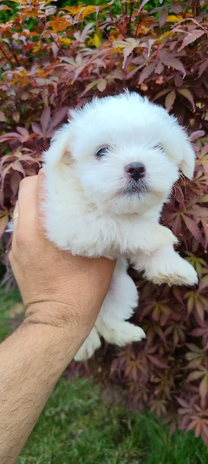 Bichon maltez