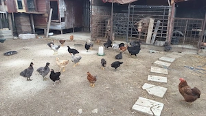 Puicuțe de casă 