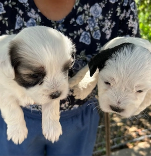 Pui bichon maltez - imagine 3