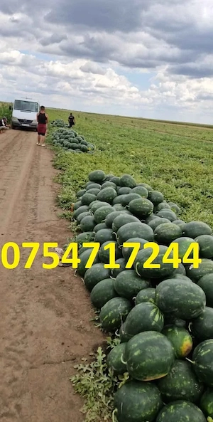 Lubeniță Pepeni verzi calitate I angro en-gross, producator local zona Periam - Lovrin - Gottlob - imagine 5