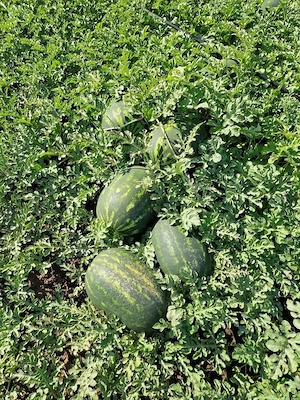 Lubeniță Pepene verde calitate I angro en-gross, producator local zona Periam - Lovrin - Gottlob