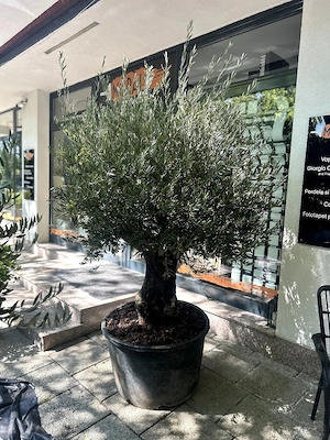 vand plante ornamentale si piatra de grecia 