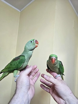 Puișori Marele Alexander ( Psittacula eupatria ) - imagine 6