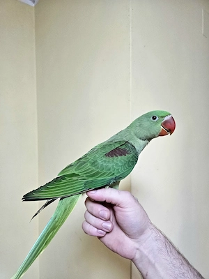 Puișori Marele Alexander ( Psittacula eupatria ) - imagine 5