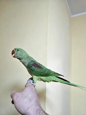 Puișori Marele Alexander ( Psittacula eupatria ) - imagine 3