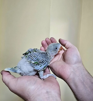 Puișori Marele Alexander ( Psittacula eupatria ) - imagine 4