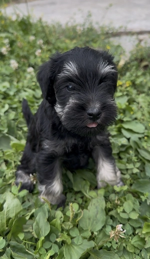 Vând pui Schnauzer pitic  - imagine 5