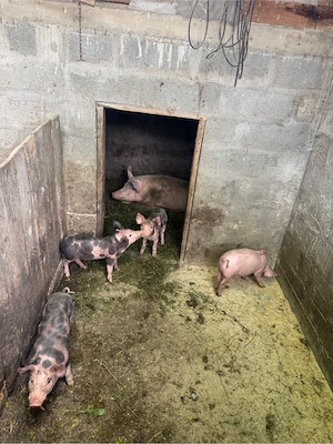 vand porci