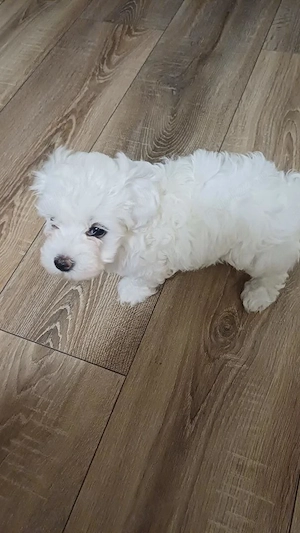 Catel bichon maltez 5 saptamani - imagine 5