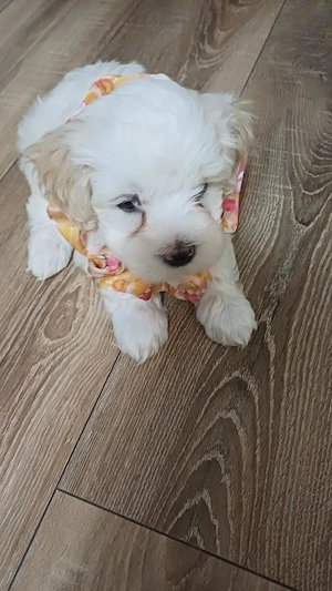Catel bichon maltez 5 saptamani - imagine 3