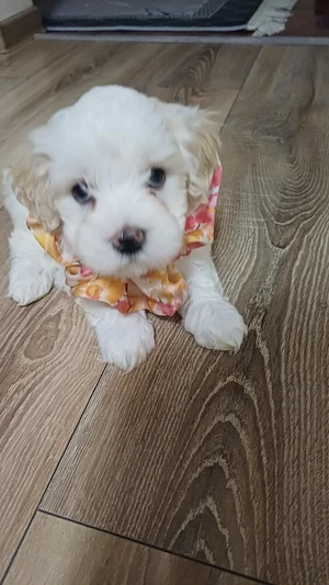 Catel bichon maltez 5 saptamani - imagine 2