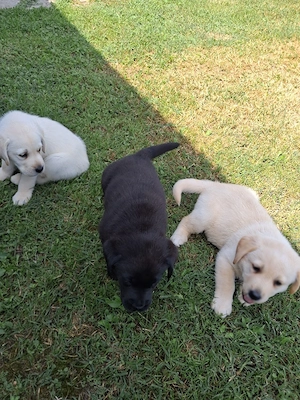 Vand labrador 
