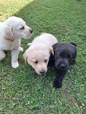 Labrador de vanzare - imagine 2