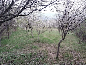 Teren intravila 1.700 mp Teisani, Prahova - imagine 2