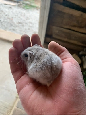 vand hamster cu cusca  - imagine 4
