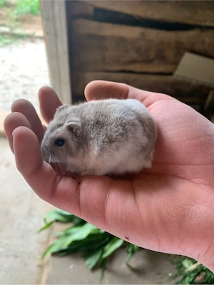 vand hamster cu cusca  - imagine 3