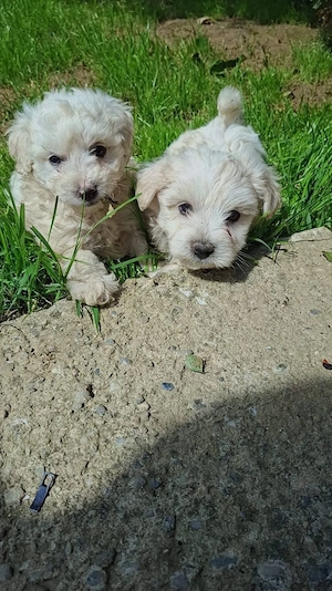 Bichon Maltez