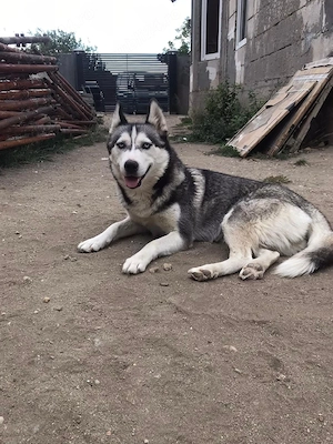 Husky Siberian Pierdut  - imagine 3