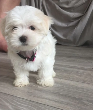 Bichon Maltez 