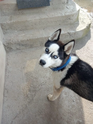 Husky Siberian Pierdut  - imagine 2