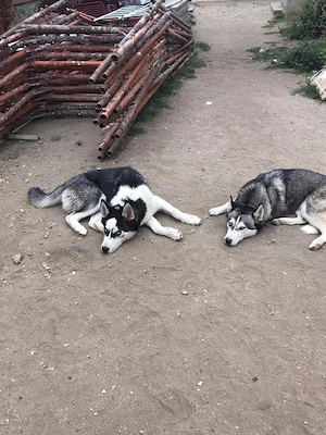Husky Siberian Pierdut  - imagine 4