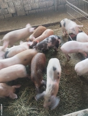 vând purcei 13 săptămâni 