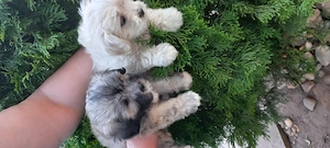Bichon havanez